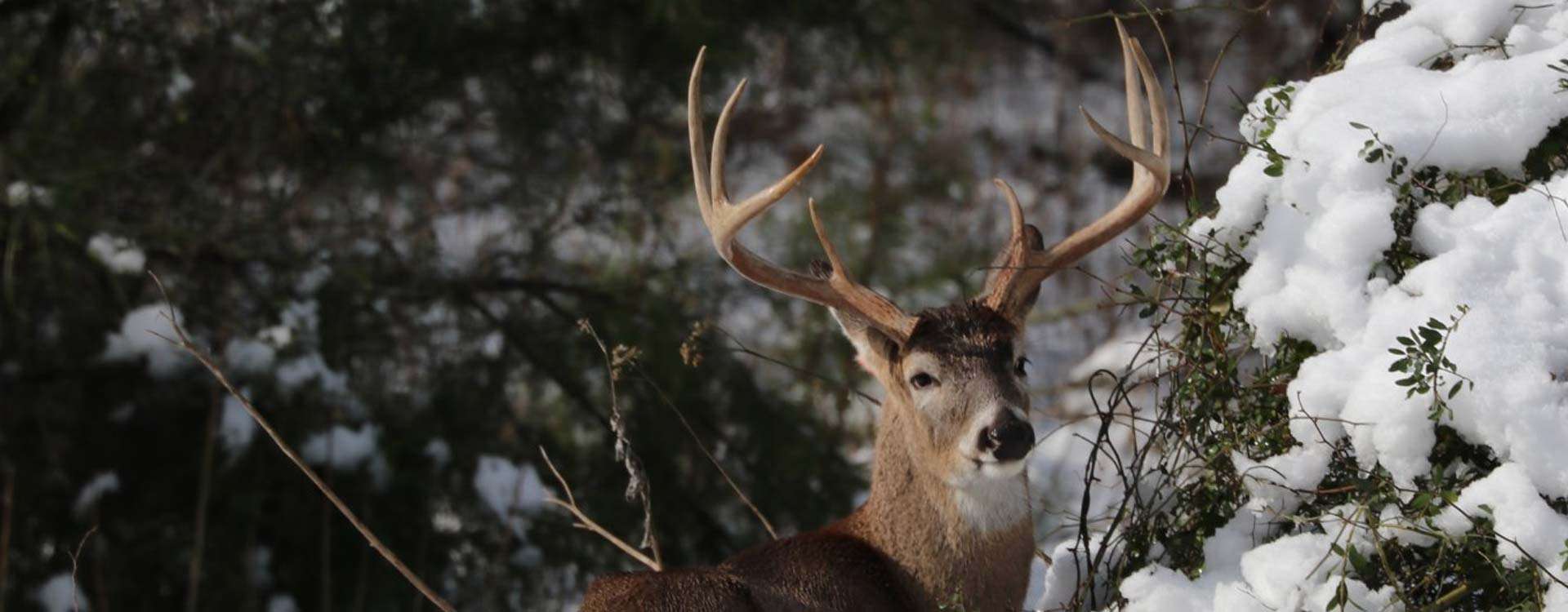 Texas Whitetail Deer Hunting Texas Whitetail Deer Hunting
