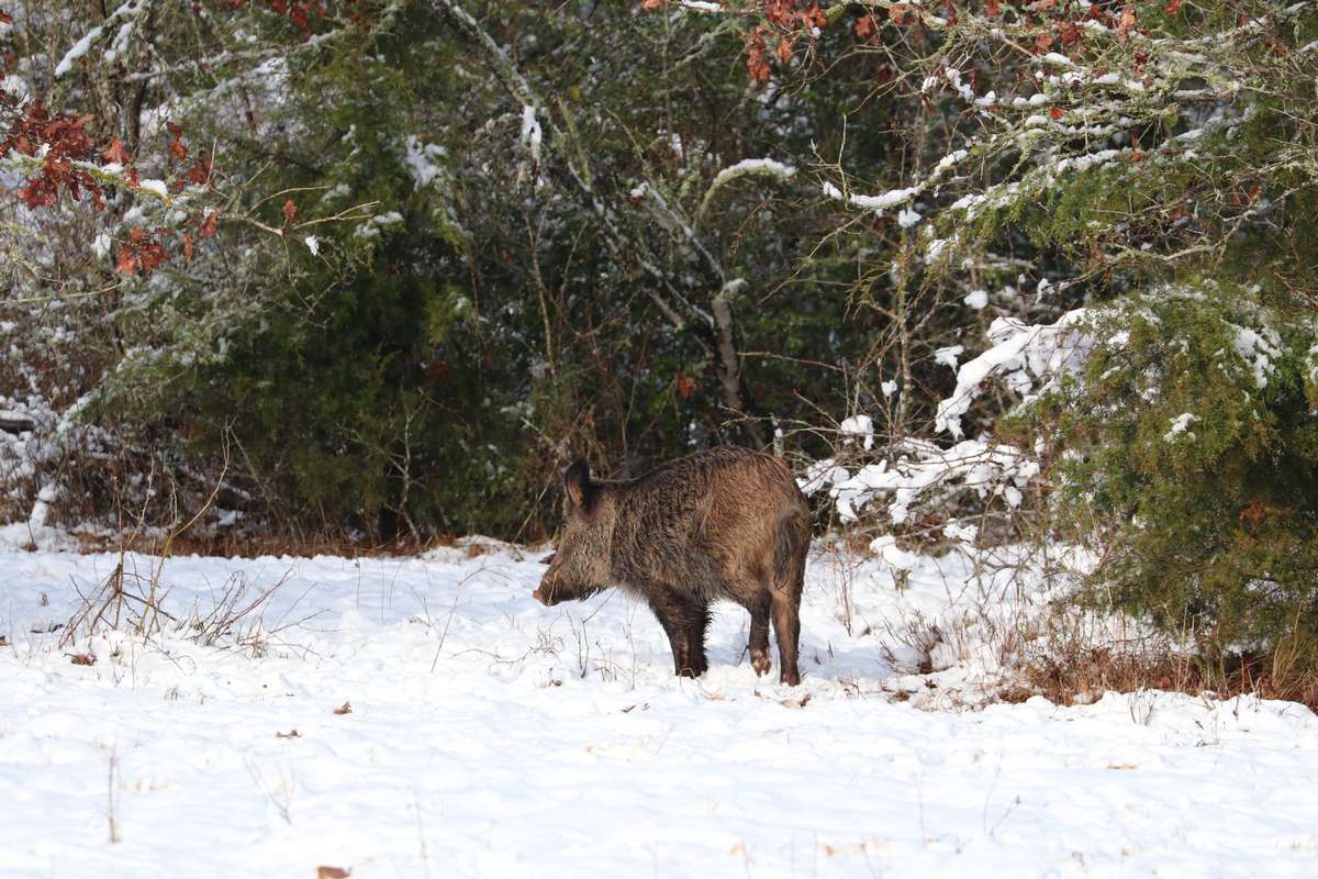 Wild Hog Hunts Wild Hog Hunts