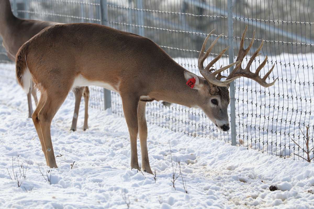 Trophy Whitetail Deer Trophy Whitetail Deer