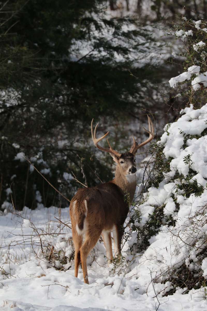 Whitetail Deer Hunting Whitetail Deer Hunting