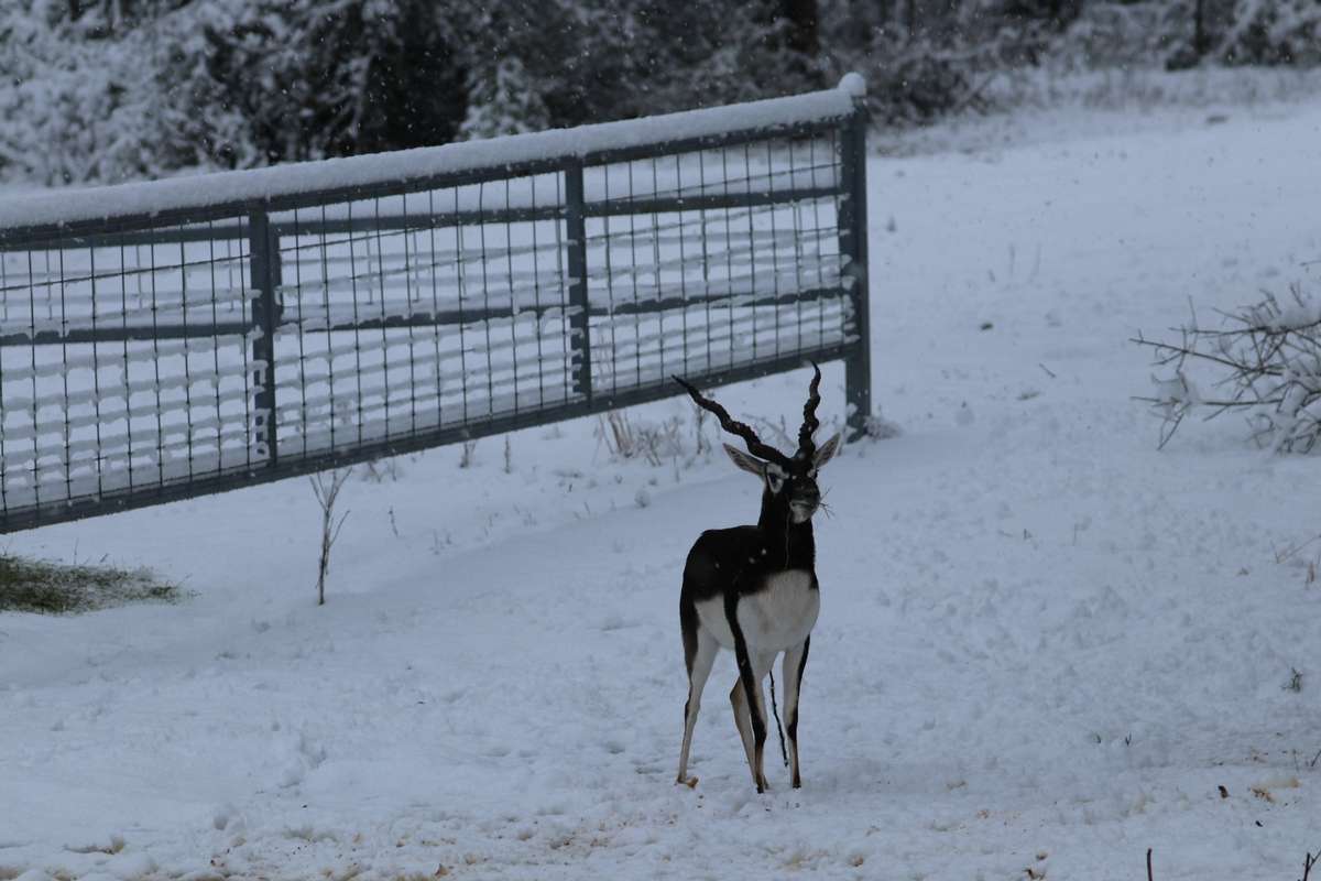 Blackbuck Antelope Hunts Blackbuck Antelope Hunts