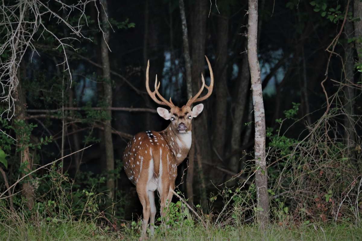 Axis Deer Hunts Axis Deer Hunts