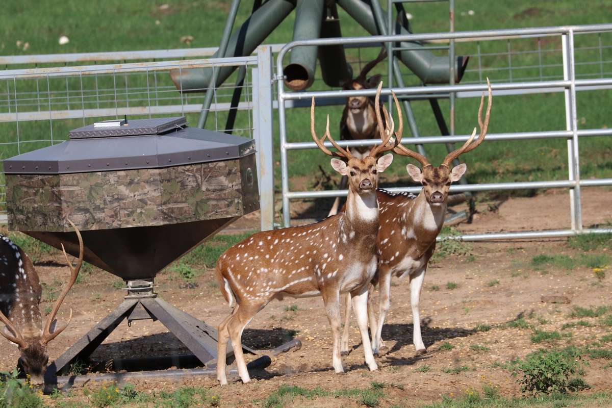 Axis Deer Hunts Axis Deer Hunts