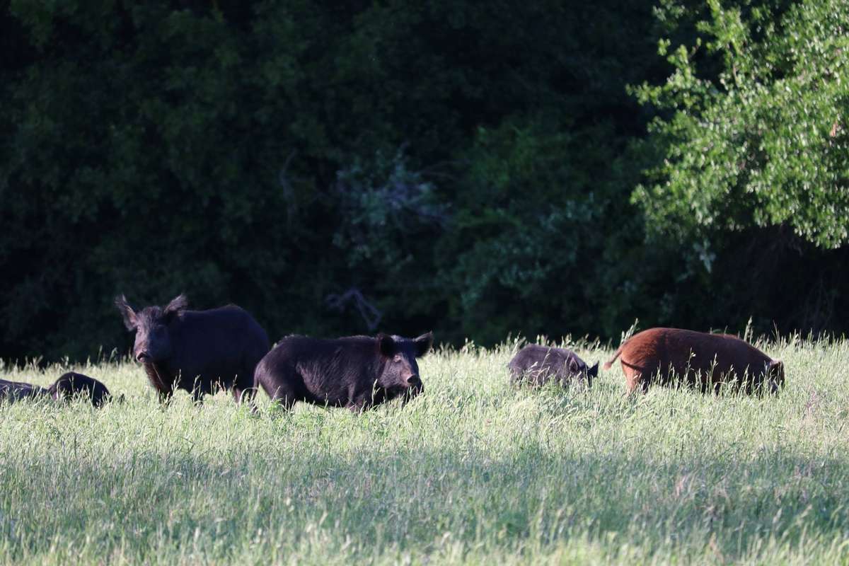 Wild Hog Hunting in Central Texas Wild Hog Hunting in Central Texas