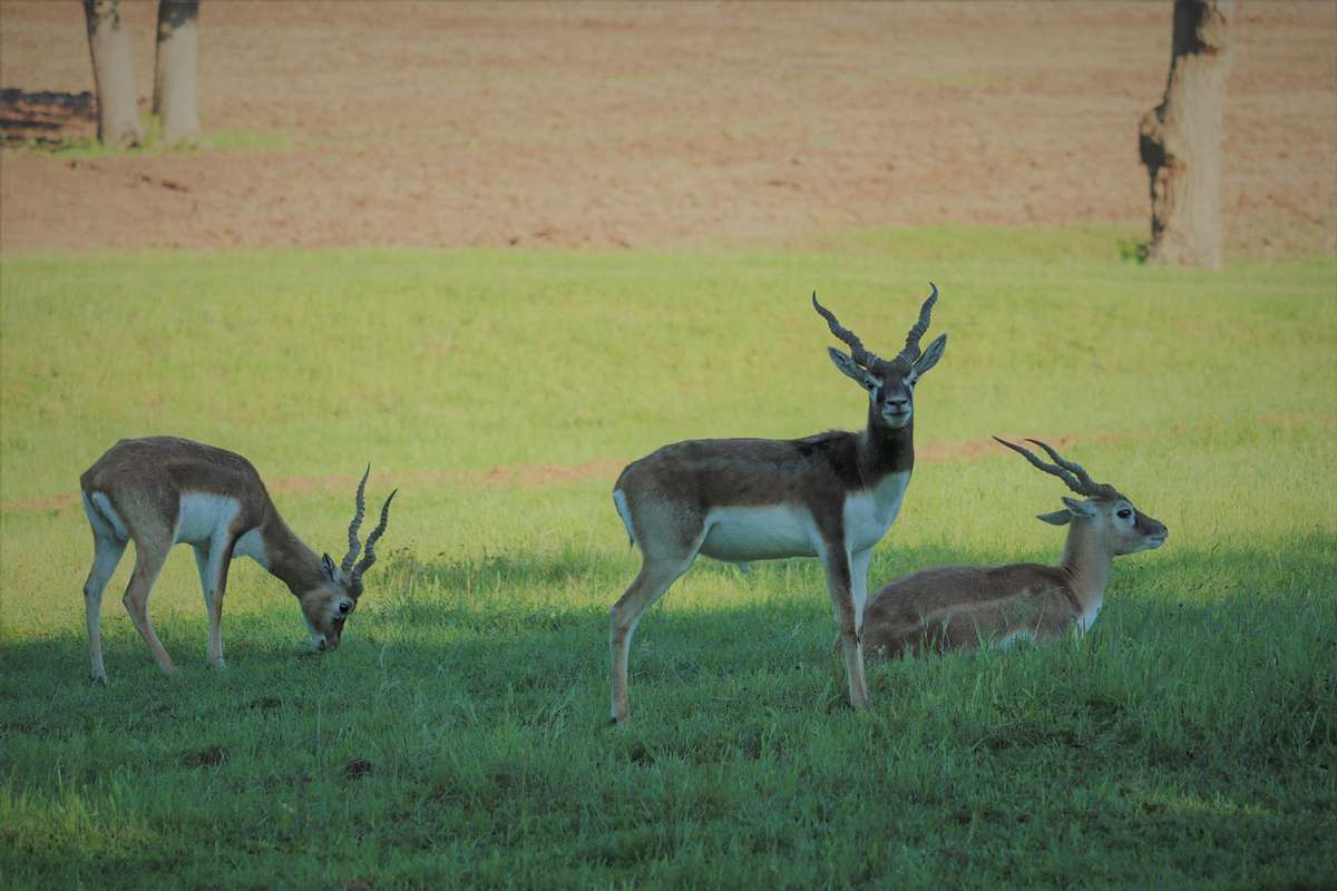 What To Expect on Your Blackbuck Antelope Hunt What To Expect on Your Blackbuck Antelope Hunt