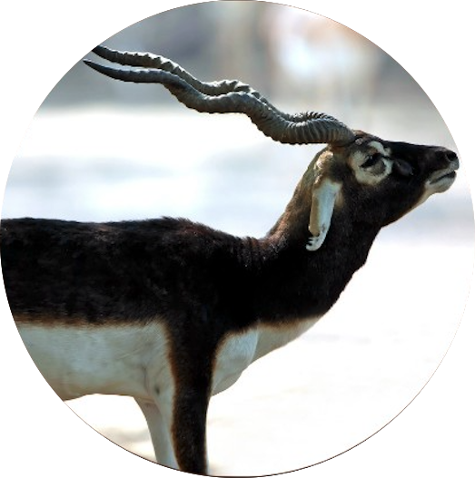 Black Buck Antelope Hunts Black Buck Antelope Hunts