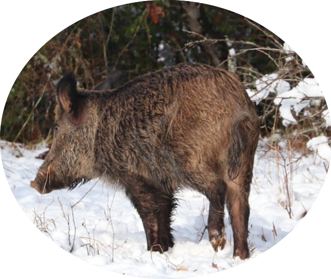 Wild Hog Hunts Wild Hog Hunts