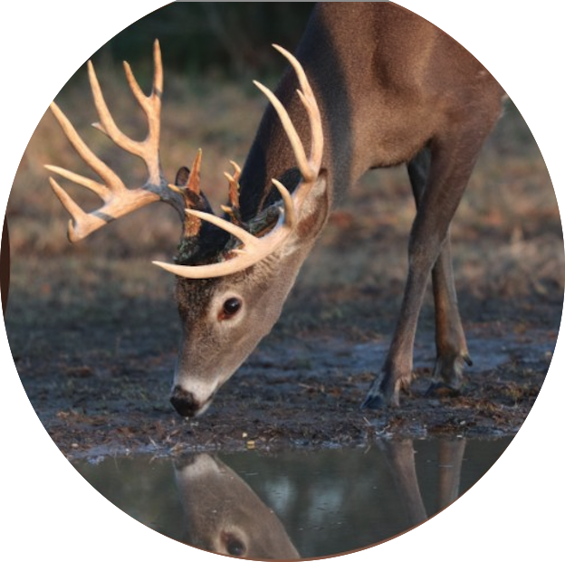 Trophy Whitetail Deer Trophy Whitetail Deer