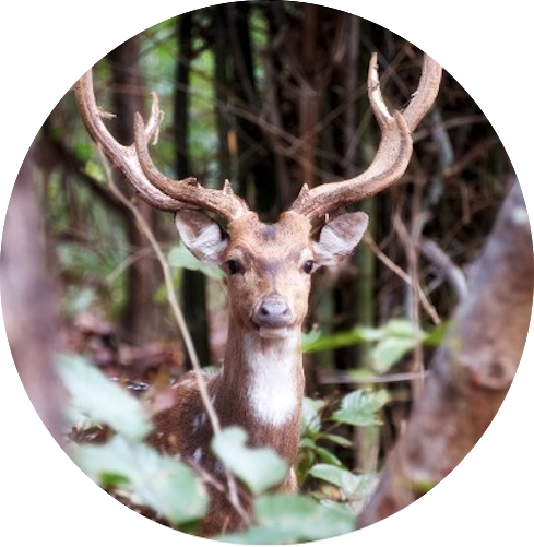 Axis Deer Hunts Axis Deer Hunts
